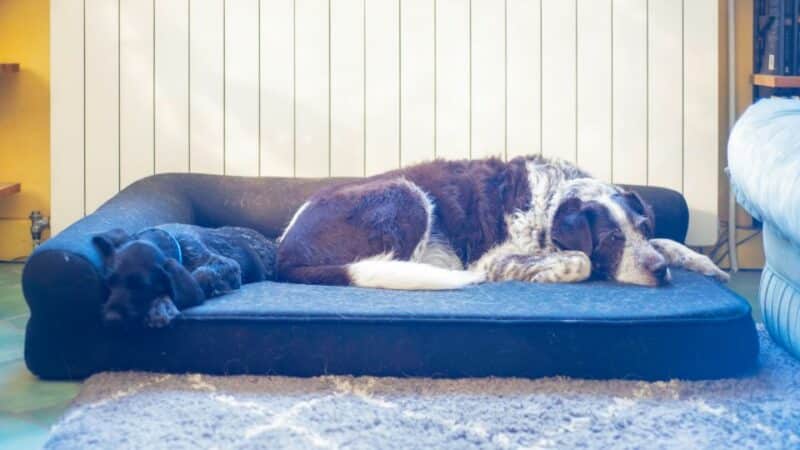 קליפורד רוצה לישון: איך בוחרים מיטה לכלב גדול?